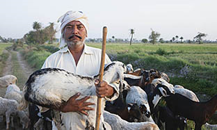 Sheep and Goat Blog Image
